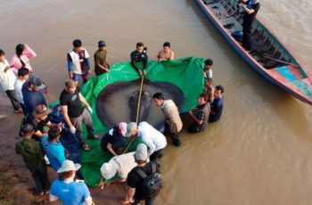 Háromszáz kilós halszörnyet fogtak ki a Mekongból