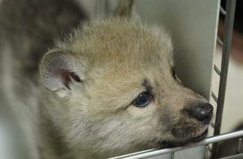 Kínában megszületett a világ első klónozott farkasa