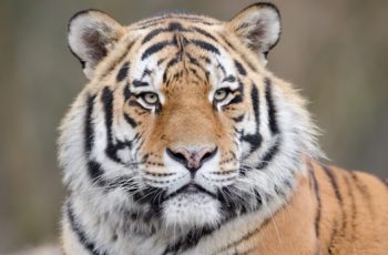 Bemászott a szibériai tigrishez egy férfi a felsőlajosi állatkertben